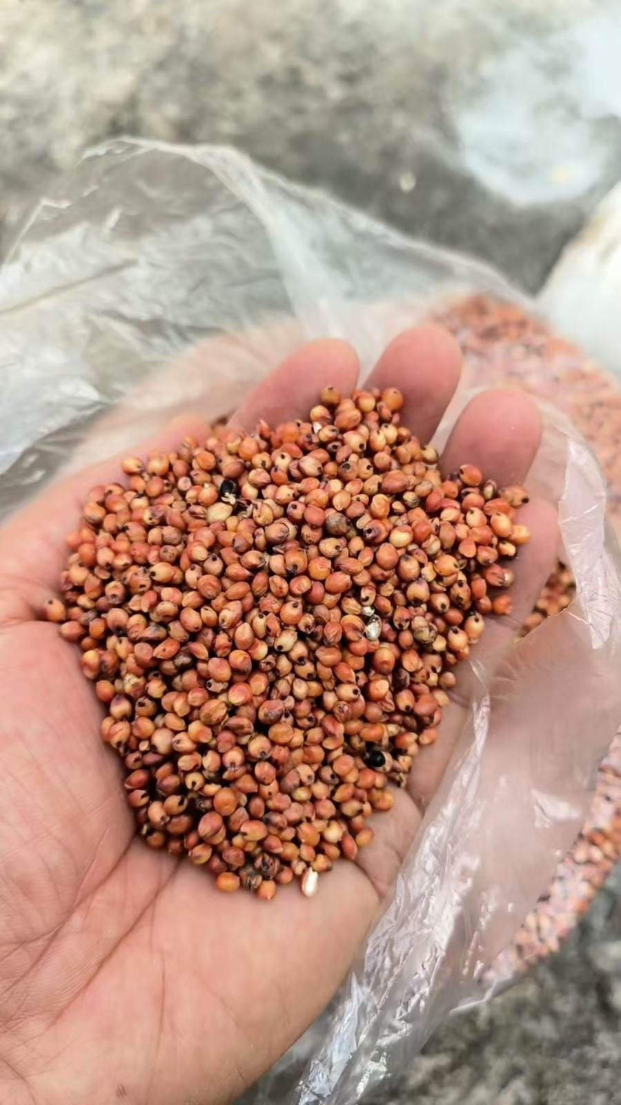红高粱粮食